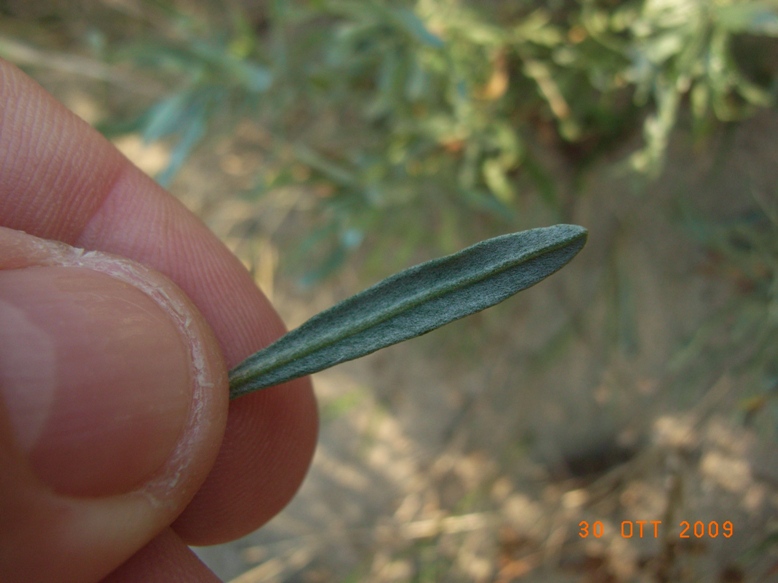 Artemisia caerulescens